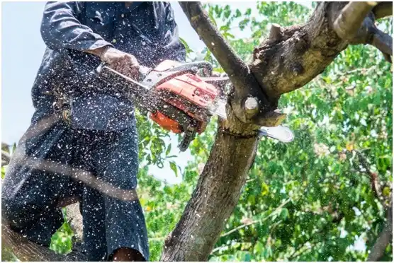 tree services Fairless Hills